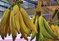 Pisang Tanduk
