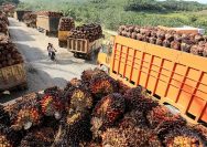 Terkait DMO CPO Biodiesel, DPD RI Dukung Pemerintah Tingkatkan Produksi