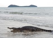 Waspada Buaya di Pantai